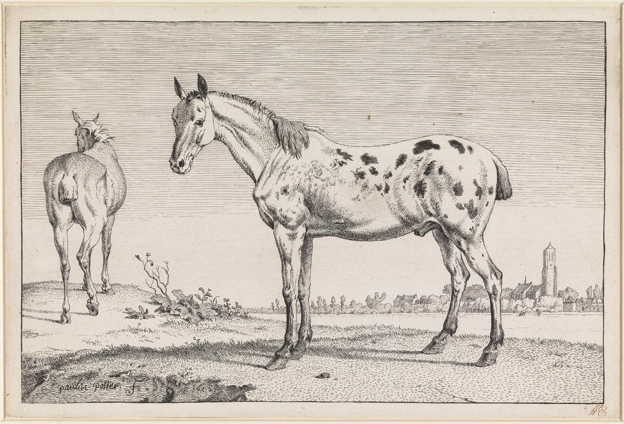 The Docked Horse by Paulus Potter