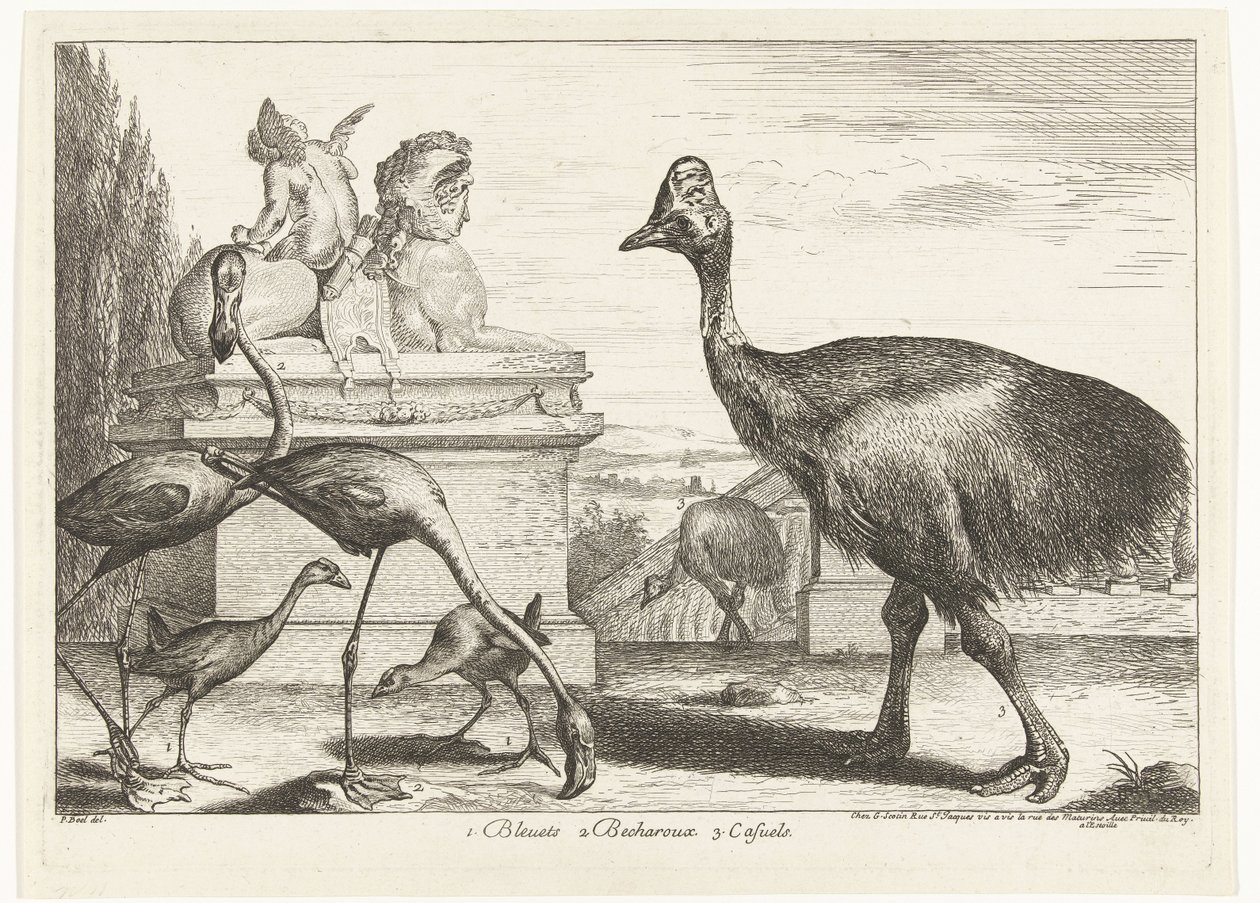 Cassowaries, Purple Gallinule, and Flamingos (Birds from the Menagerie of Versailles) by Peeter Boel (attributed to)