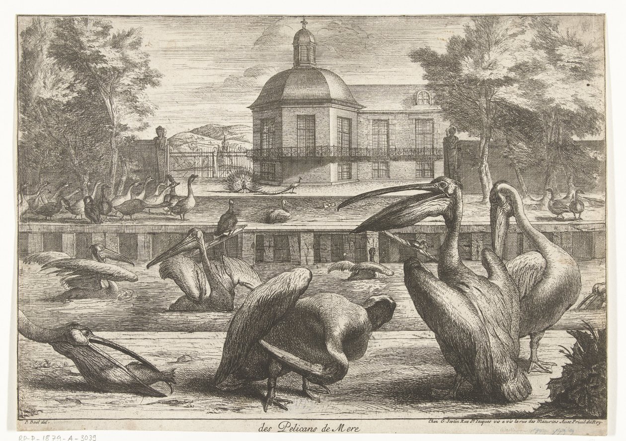 Pelicans (series: Birds from the Menagerie of Versailles) by Peeter Boel (attributed to)