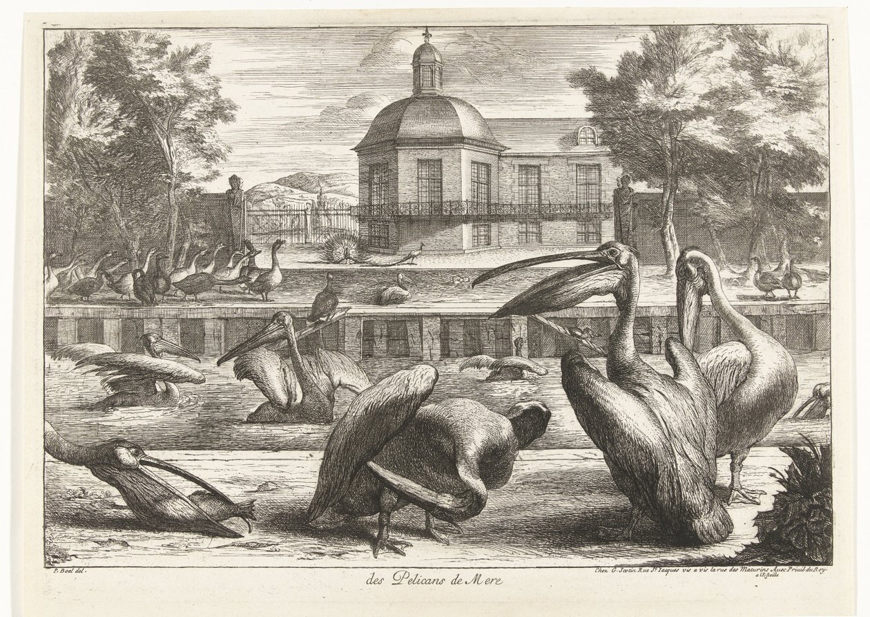 Pelicans (Birds from the Menagerie of Versailles) by Peeter Boel (attributed to)