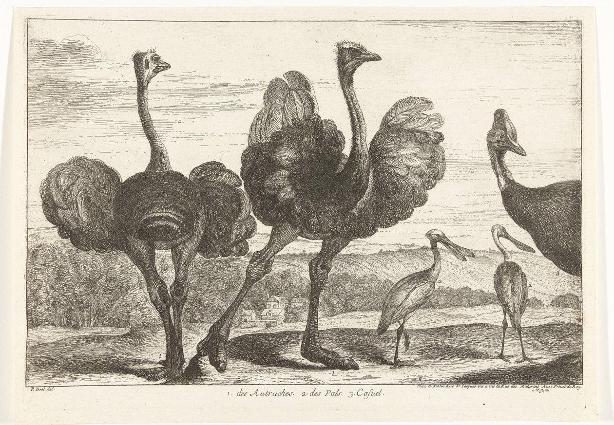 Ostriches, Cassowary, and Spoonbill by Peeter Boel (attributed to)