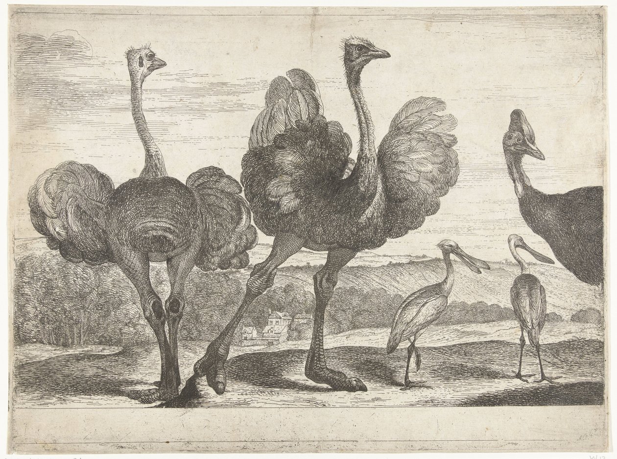 Ostriches, Cassowary, and Spoonbill Birds from the Menagerie of Versailles (series title) by Peeter Boel (attributed to)