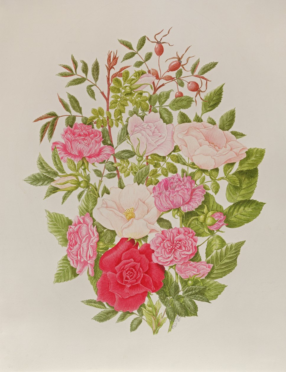 Various Pink Roses by Peggy Wyatt