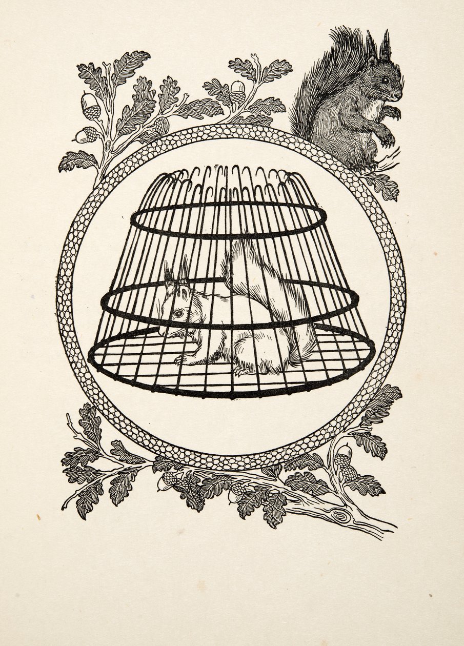 A Refugee Squirrel, from A Hundred Anecdotes of Animals, pub. 1924 by Percy J. Billingshurst