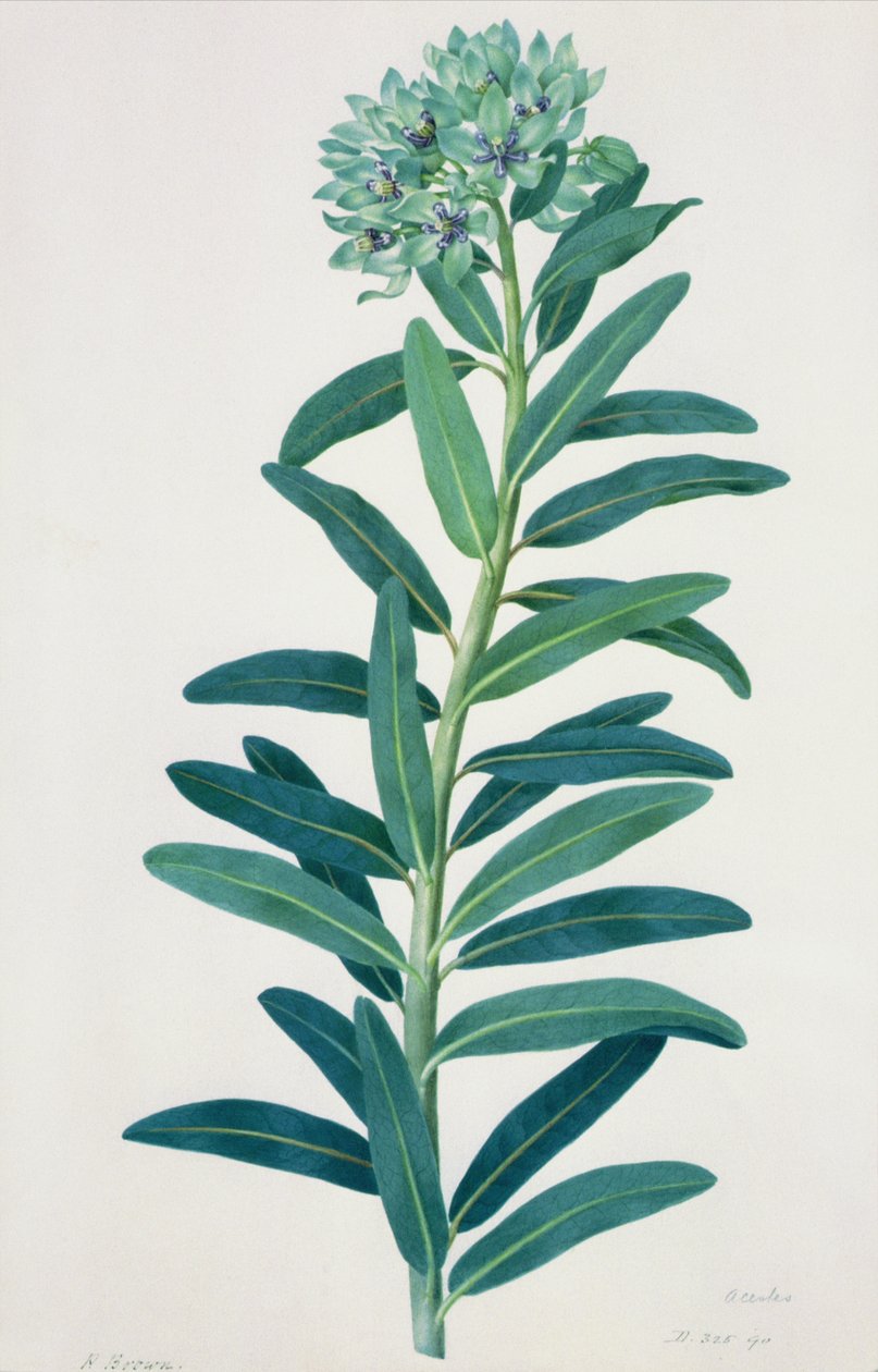 Gladioli by Peter Brown