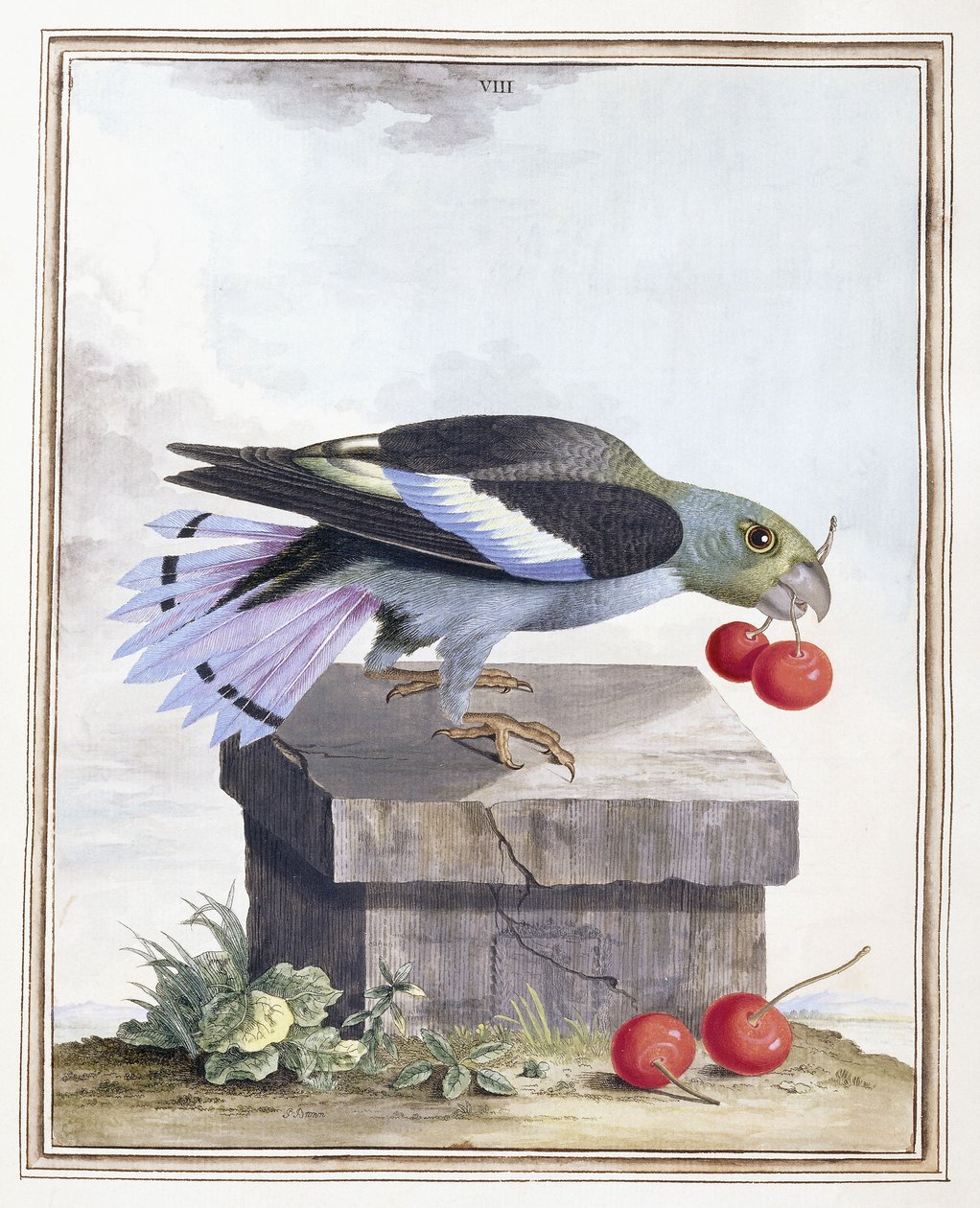 Plate VIII by Peter Brown