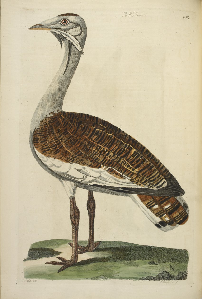 The Male Bustard, illustration from 