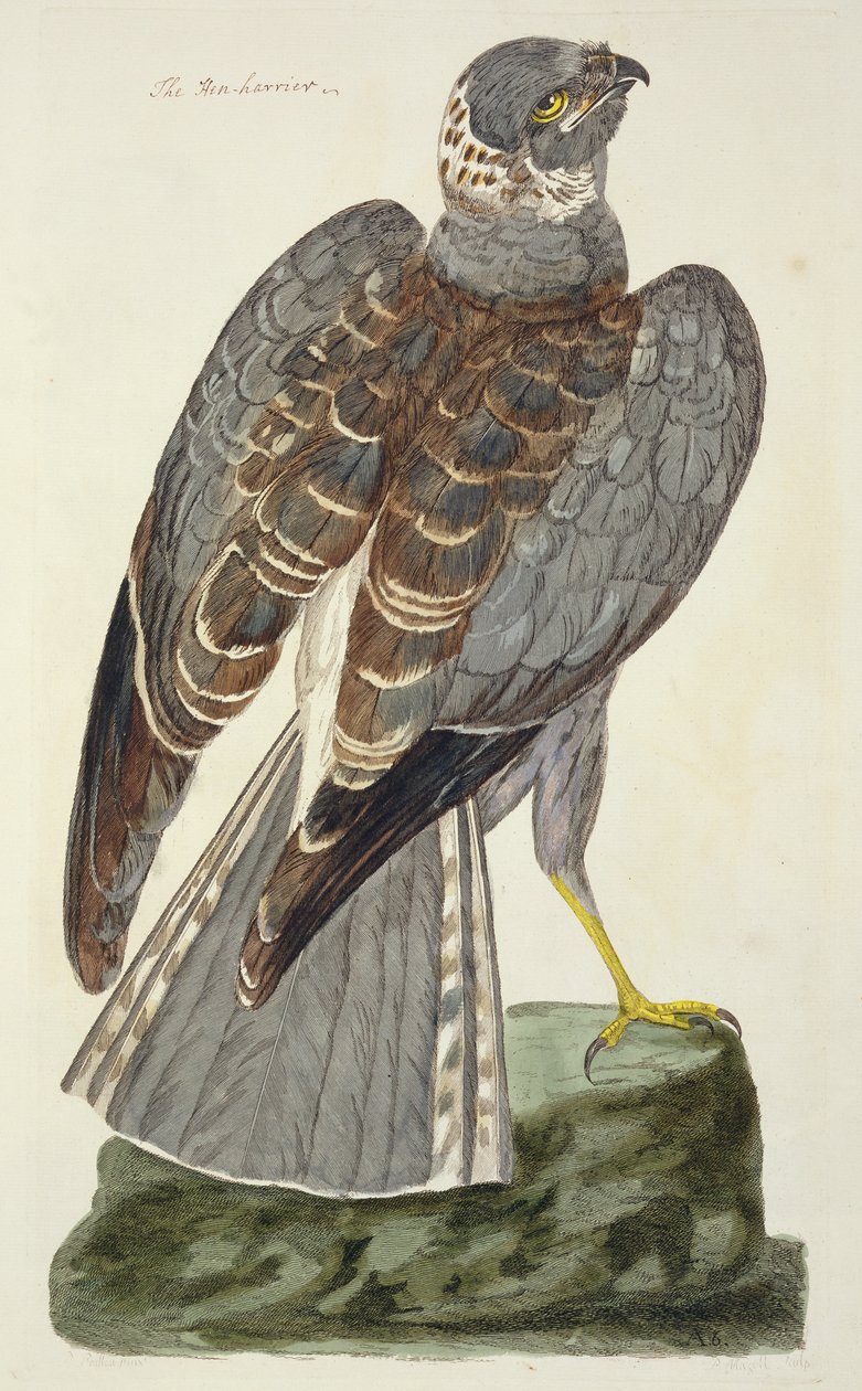 The Hen Harrier (Circus cyaneus) plate from 