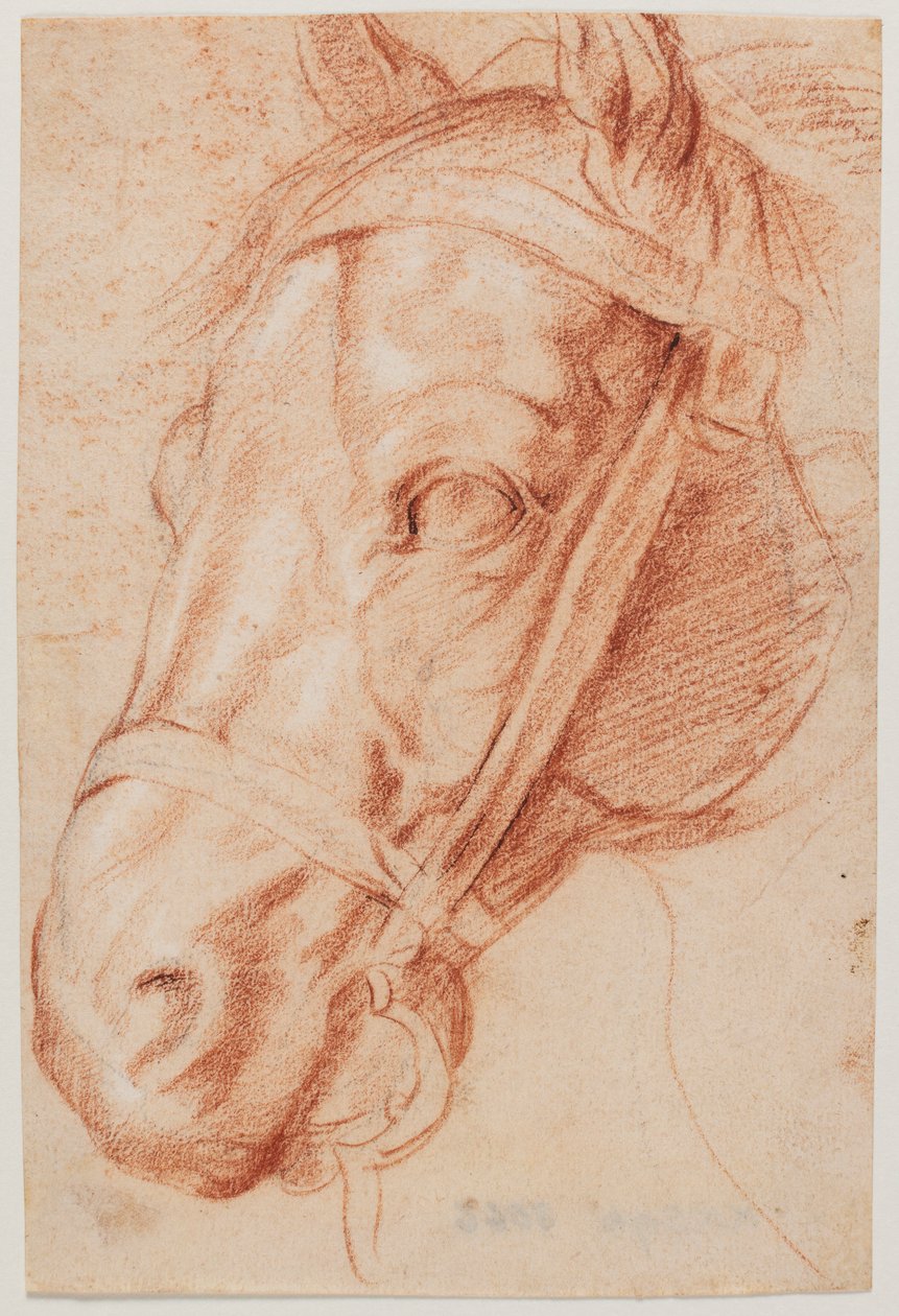 Horse Head by Peter Paul Rubens