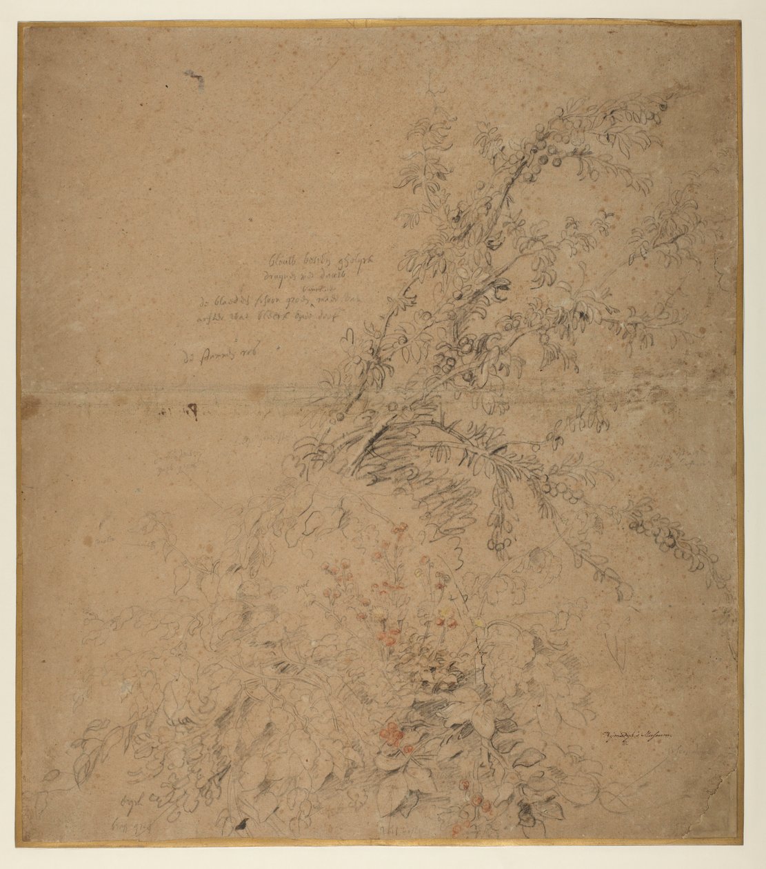 Study of blackthorn with bramble and other plants by Peter Paul Rubens