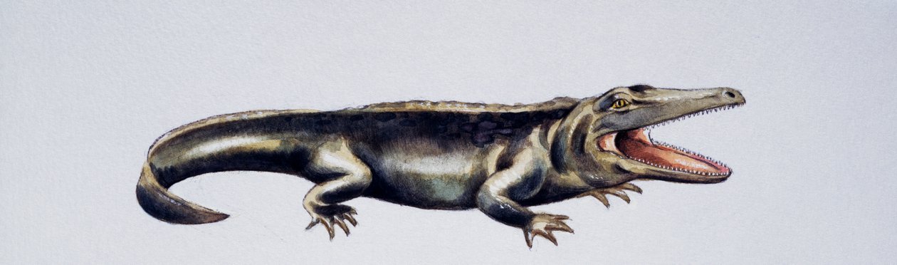 Cyclotosaurus sp, Mastodonsauridae, Late Triassic, Artwork by Peter Ross by Peter Ross