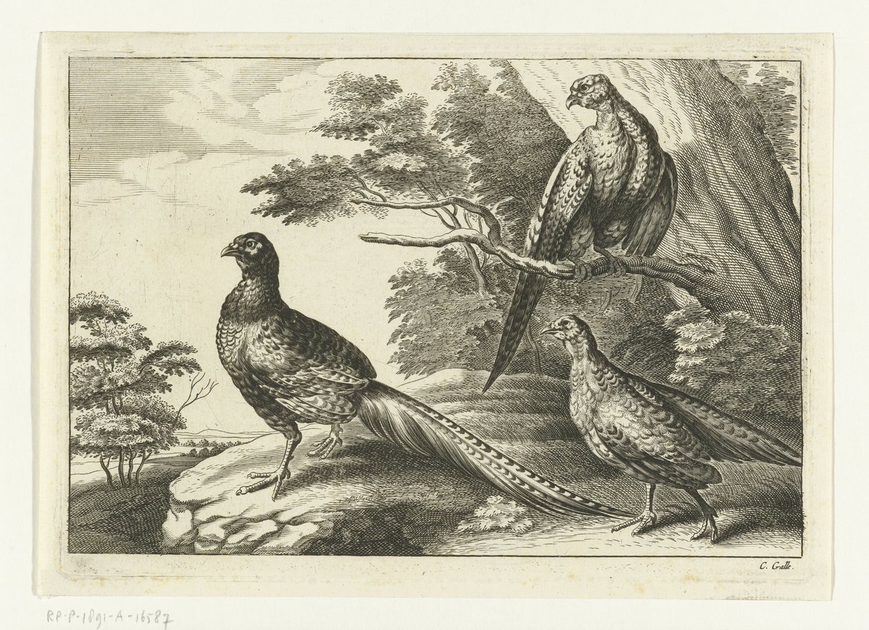 Three Pheasants Various Birds (series title) by Peter van Liesebetten