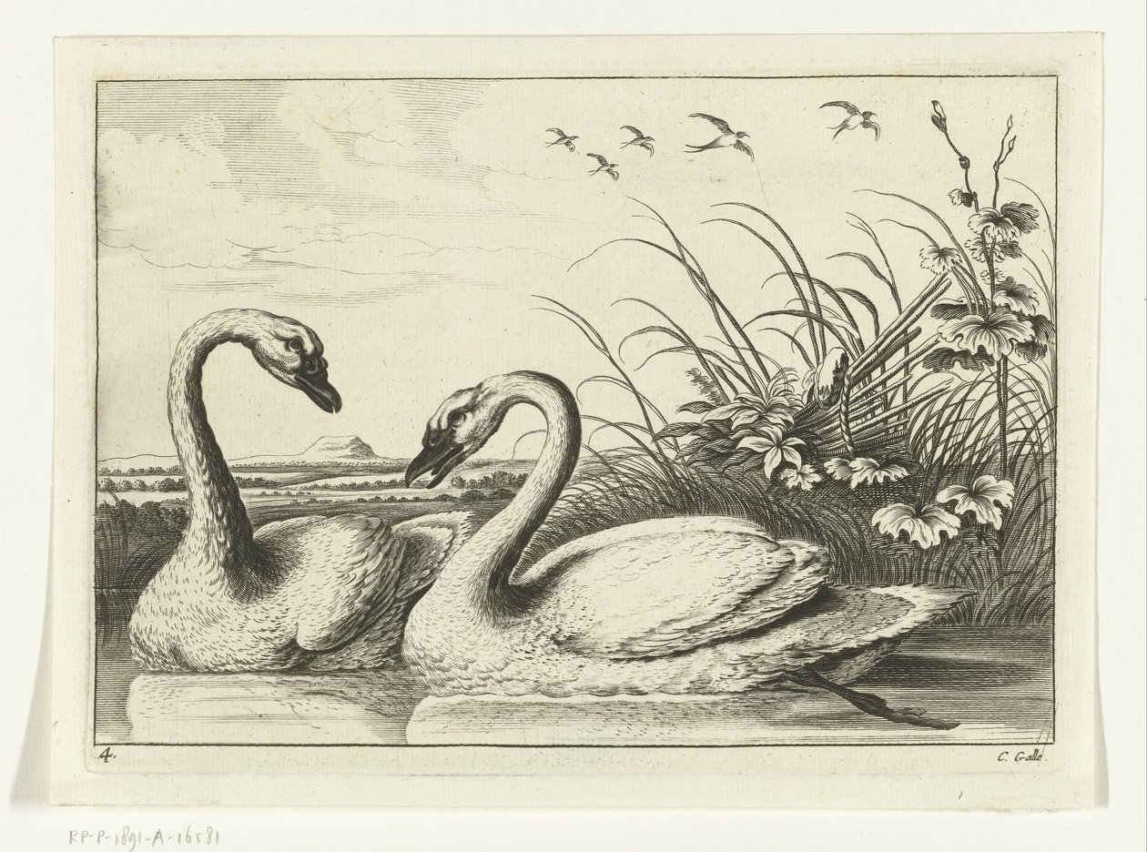 Two Swans (Various Birds series) by Peter van Liesebetten