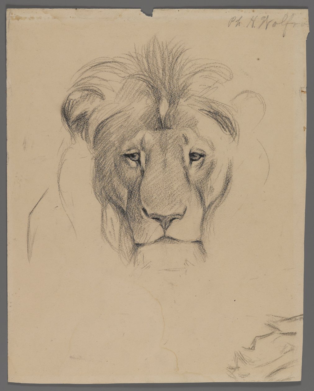 Head of a lion by Philip H. Wolfrom