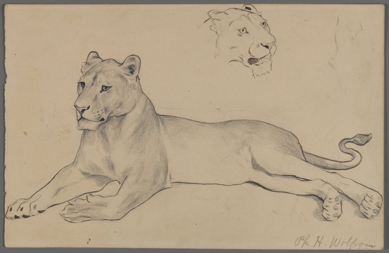 Seated Lioness by Philip H. Wolfrom