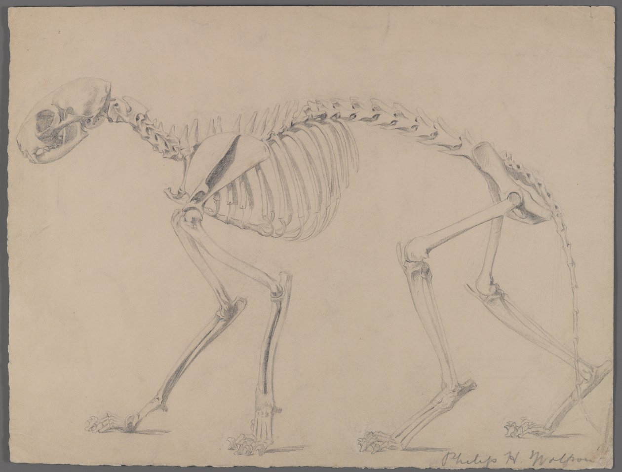 Skeleton of a Cat by Philip H. Wolfrom