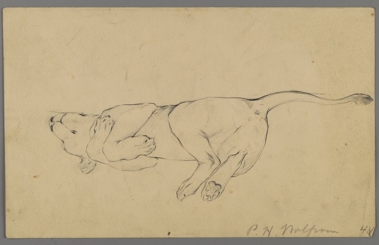 Sleeping Lioness by Philip H. Wolfrom