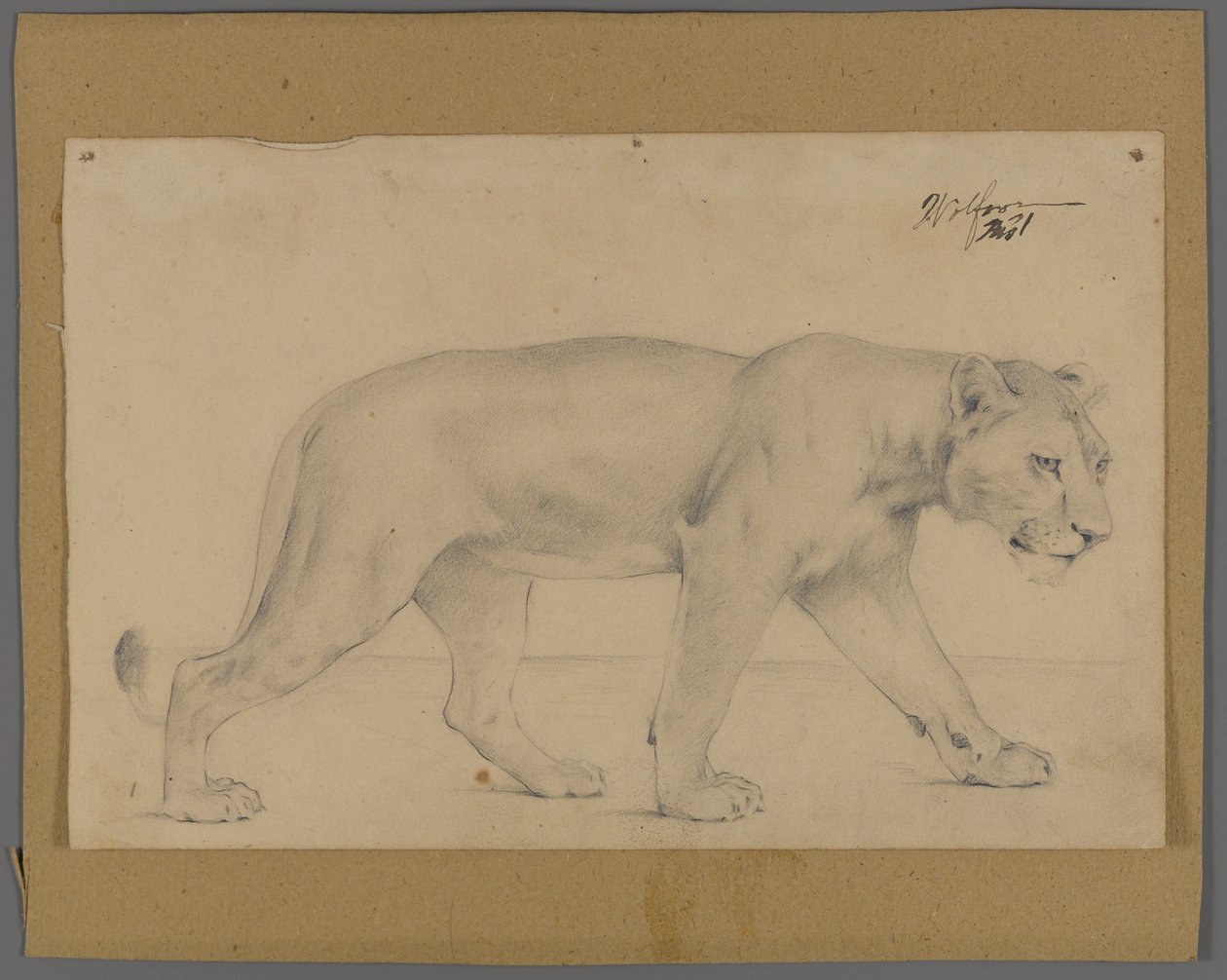 Striding Lioness by Philip H. Wolfrom