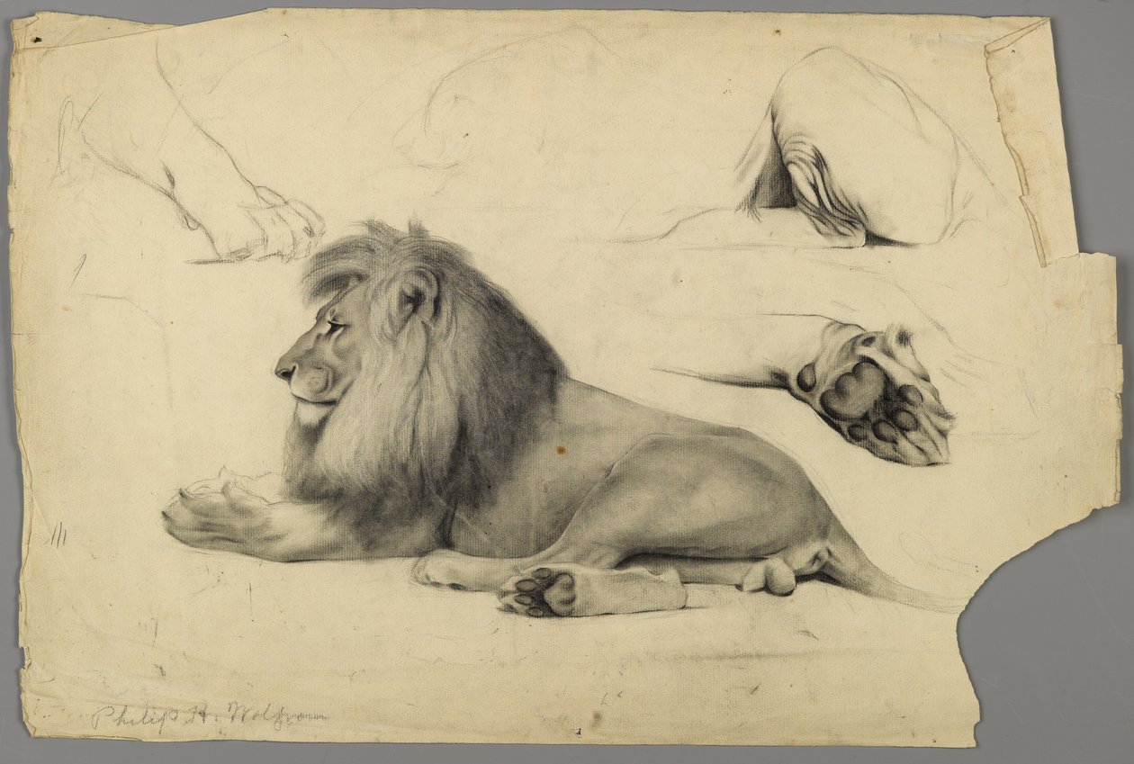 Studies of a lion by Philip H. Wolfrom