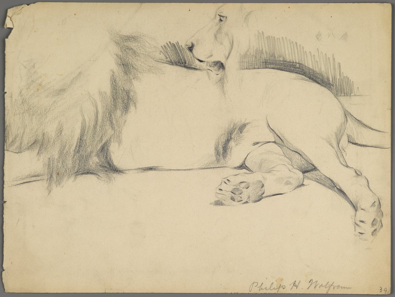 Studies of a Lion by Philip H. Wolfrom