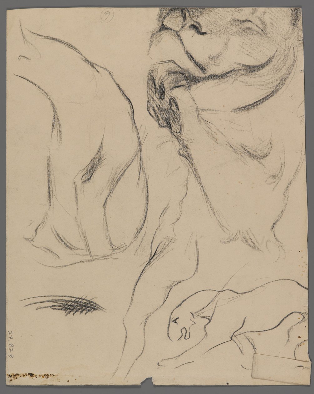 Studies of a Lion by Philip H. Wolfrom