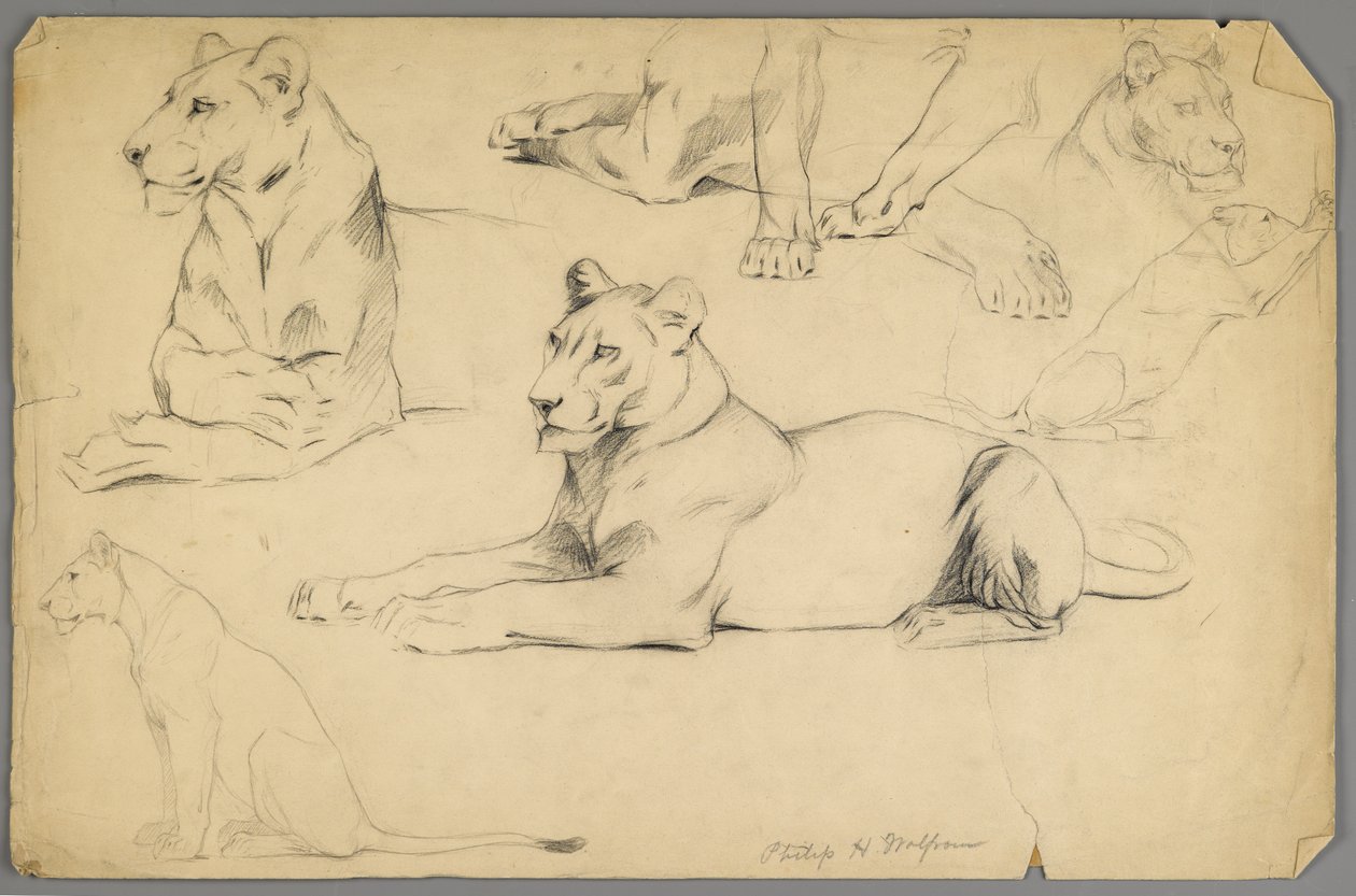 Studies of a Lioness by Philip H. Wolfrom