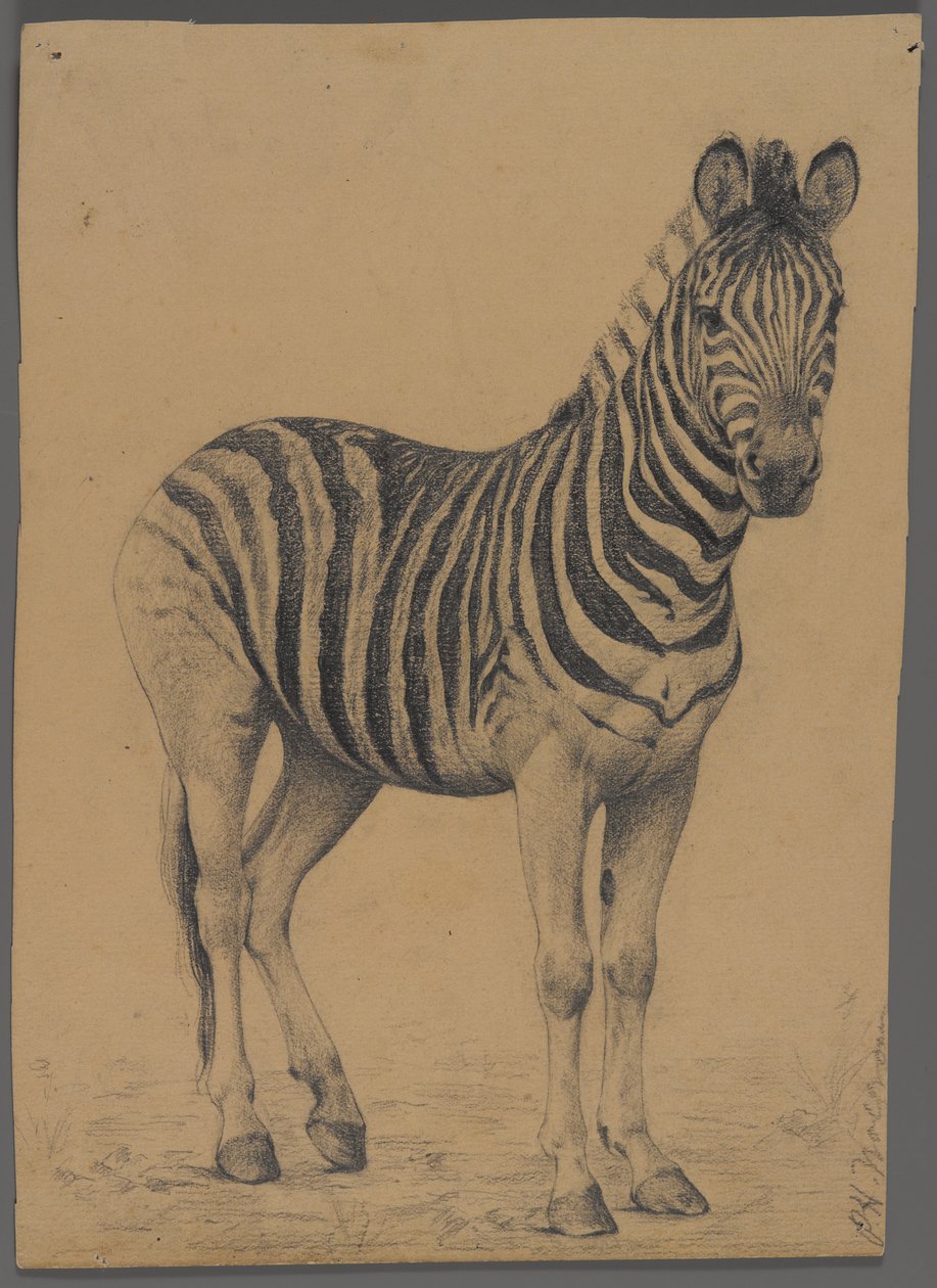 Zebra by Philip H. Wolfrom