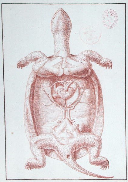 A Tortoise by Philippe Simoneau