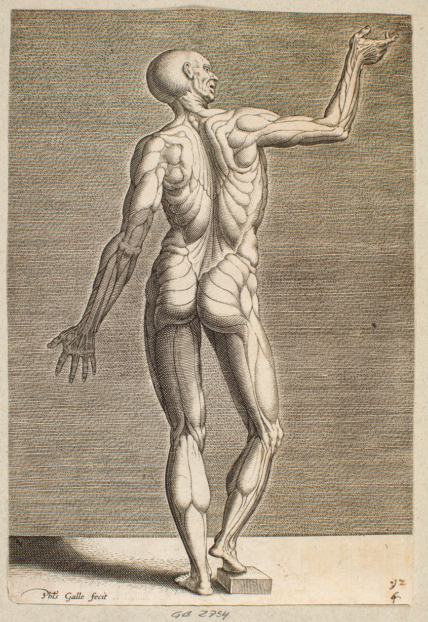 Study of Human Figure with Exposed Tendons and Muscles, Seen from Behind by Philips Galle