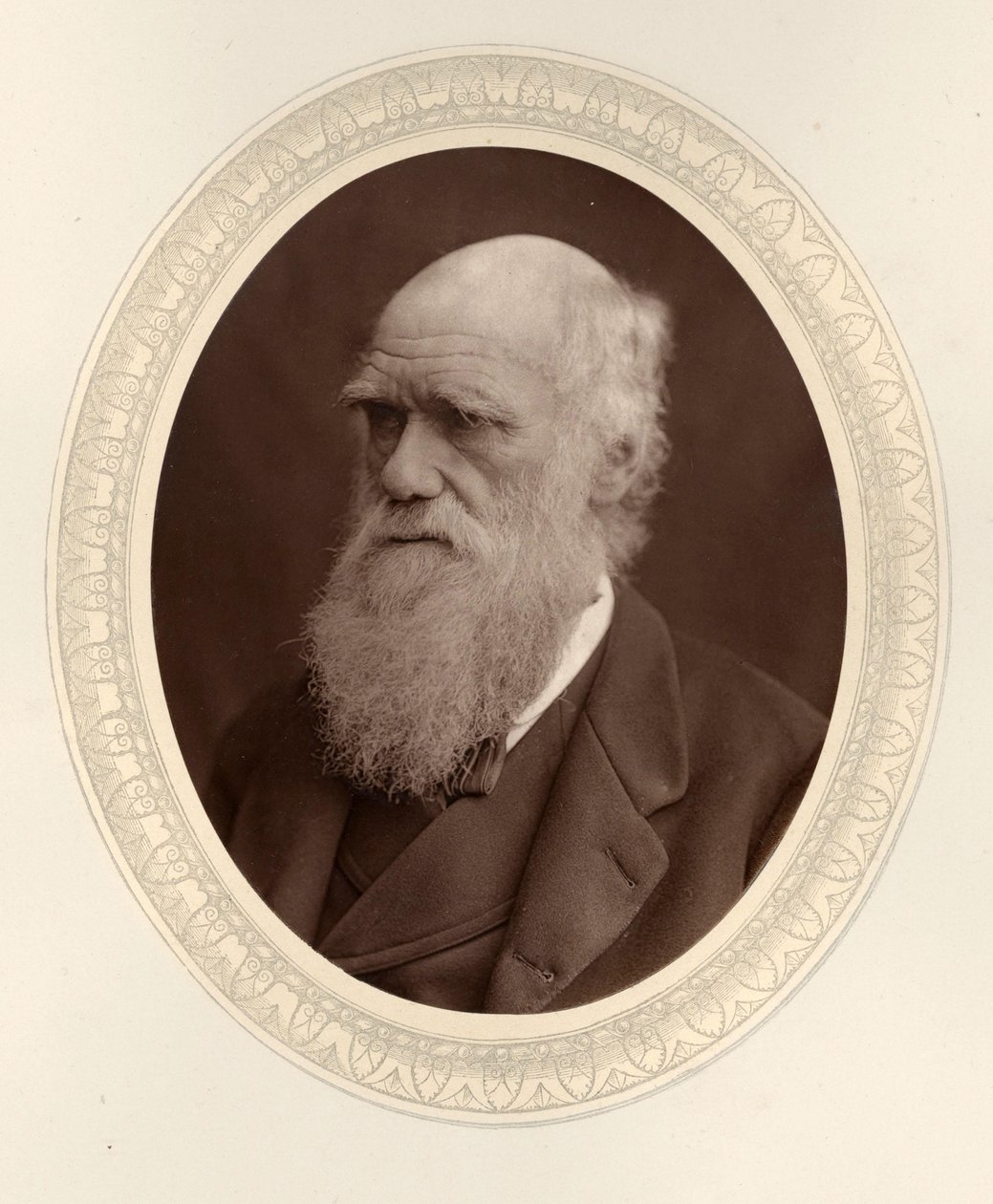 Portrait of Charles Darwin by Photo studio Lock and Whitfield