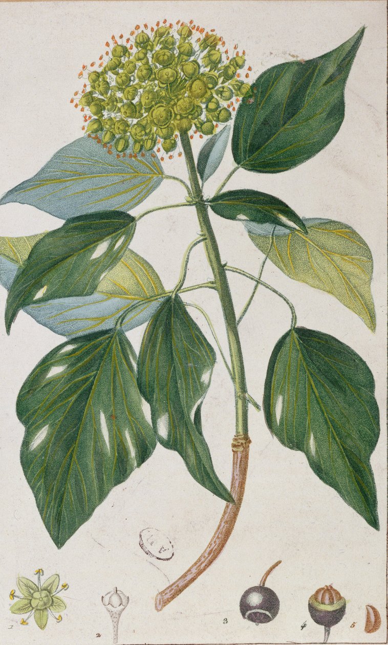 Climbing Ivy, botanical plate, c.1820 by Pierre Jean Francois Turpin