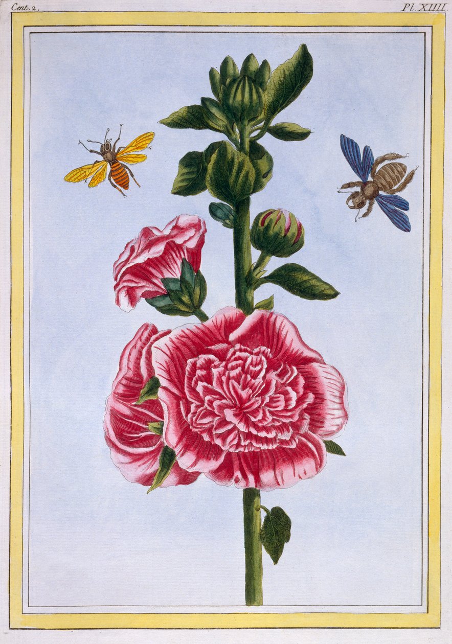 Hollyhock by Pierre Joseph Buchoz