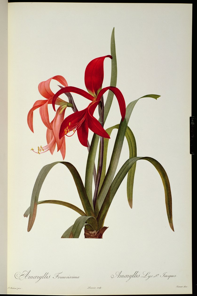 Amaryllis Formosissima, 1808, from 