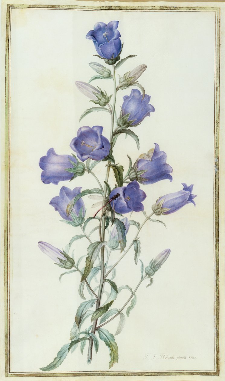 Campanula: Medium (Canterbury Bell) 1787 by Pierre Joseph Redouté