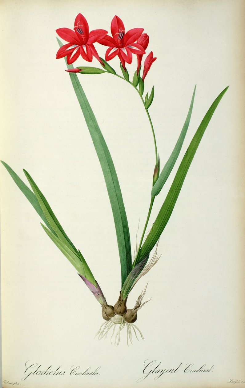 Gladiolus Cardinalis, from 