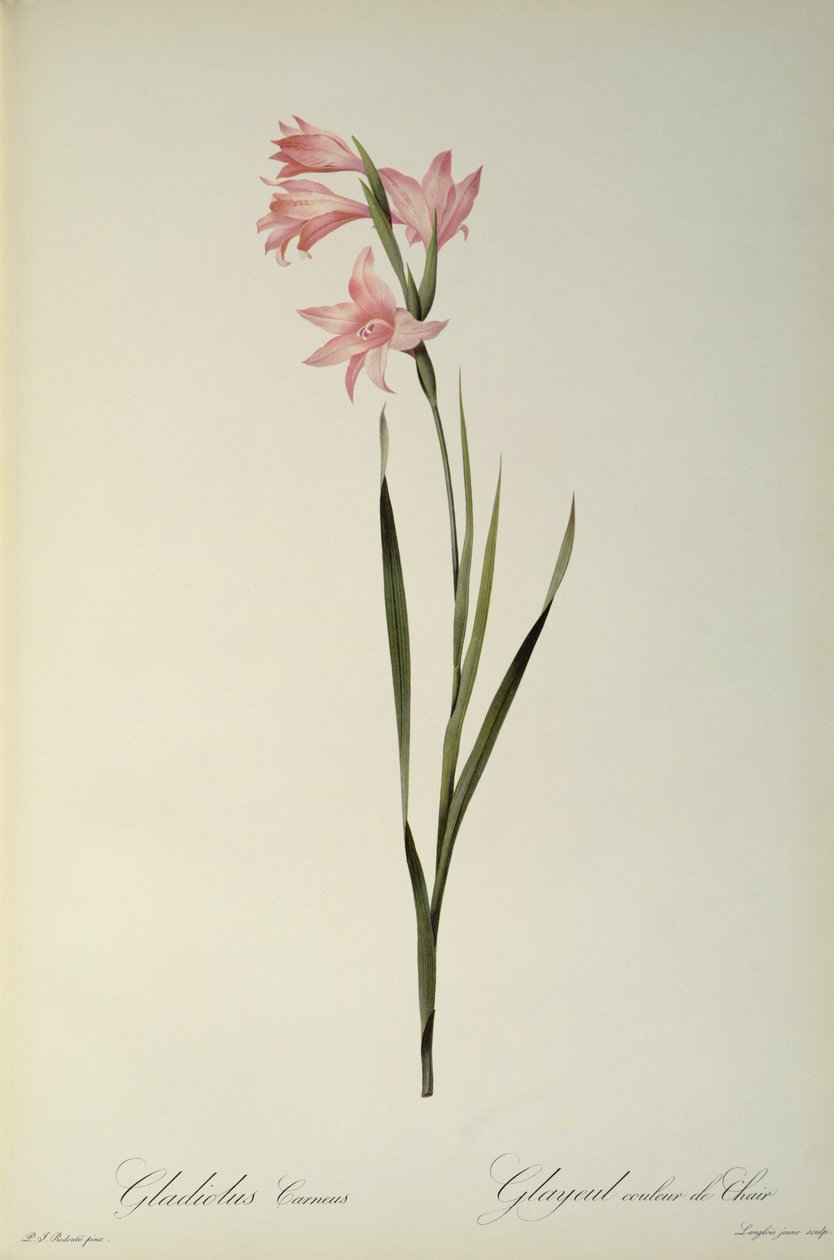 Gladiolus Carneus, from 