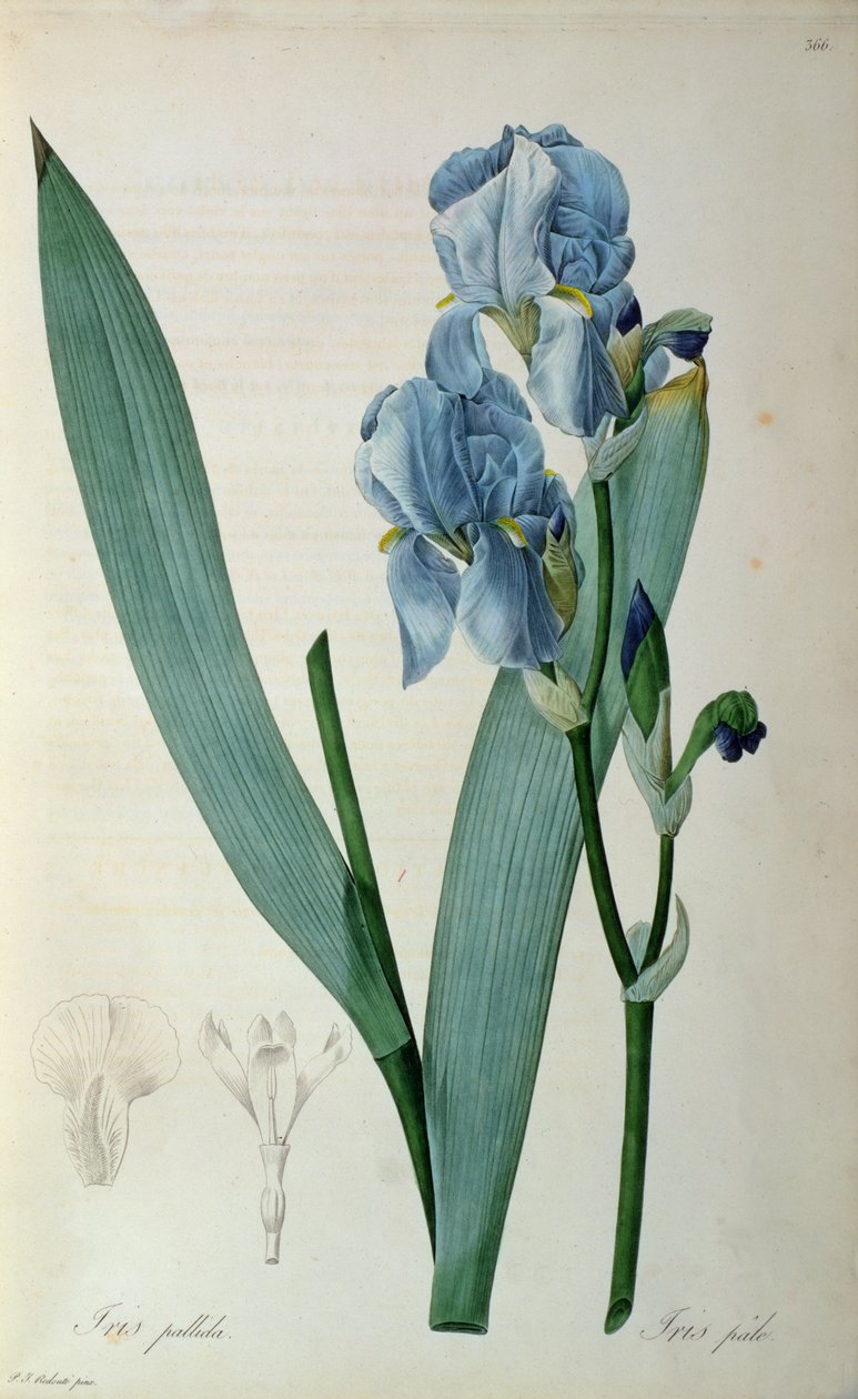 Iris Pallida, from 