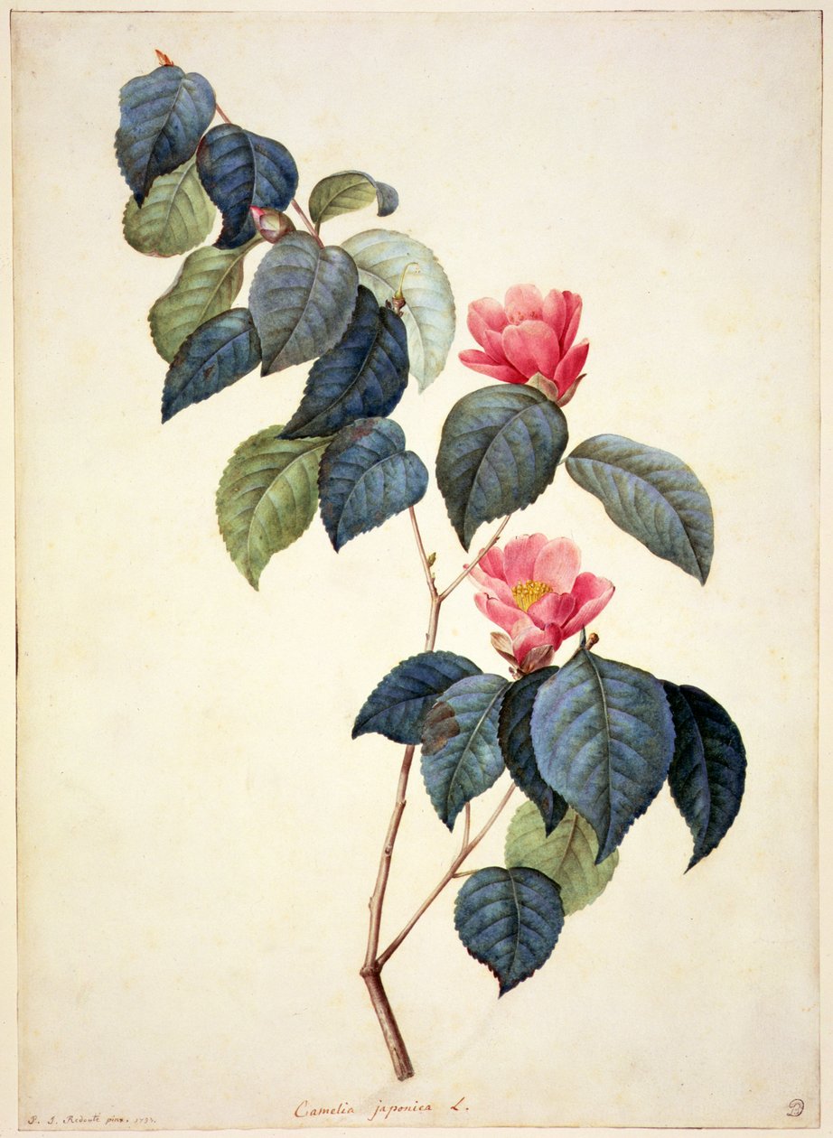 Camellia Japonica, 1793 by Pierre Joseph Redouté