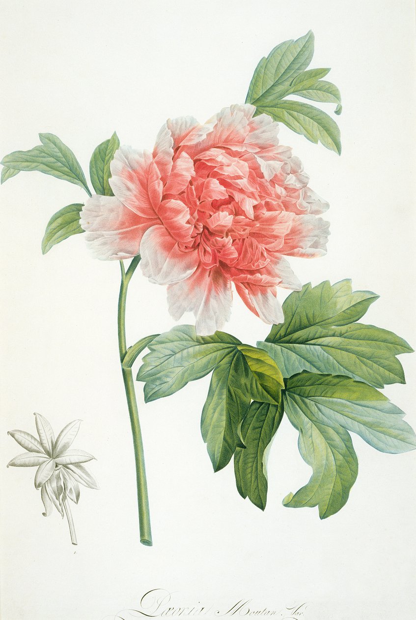 Peony by Pierre Joseph Redouté