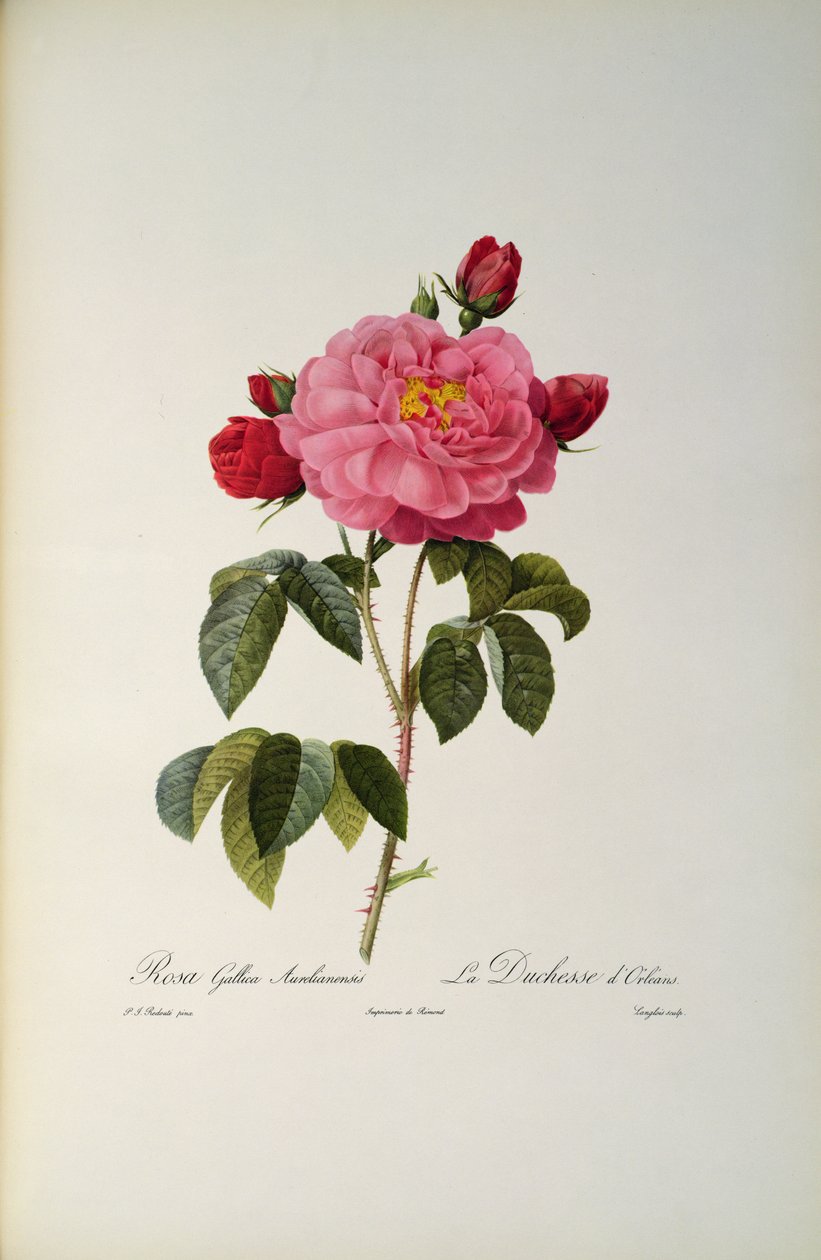 Rosa Gallica Aurelianensis or the Duchess of Orleans from 