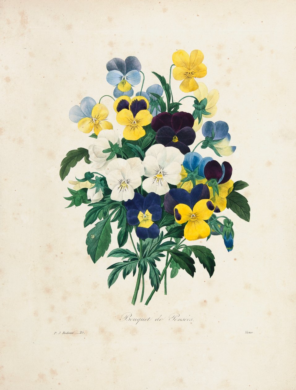 Bouquet of Pansies, engraved by Victor, from 