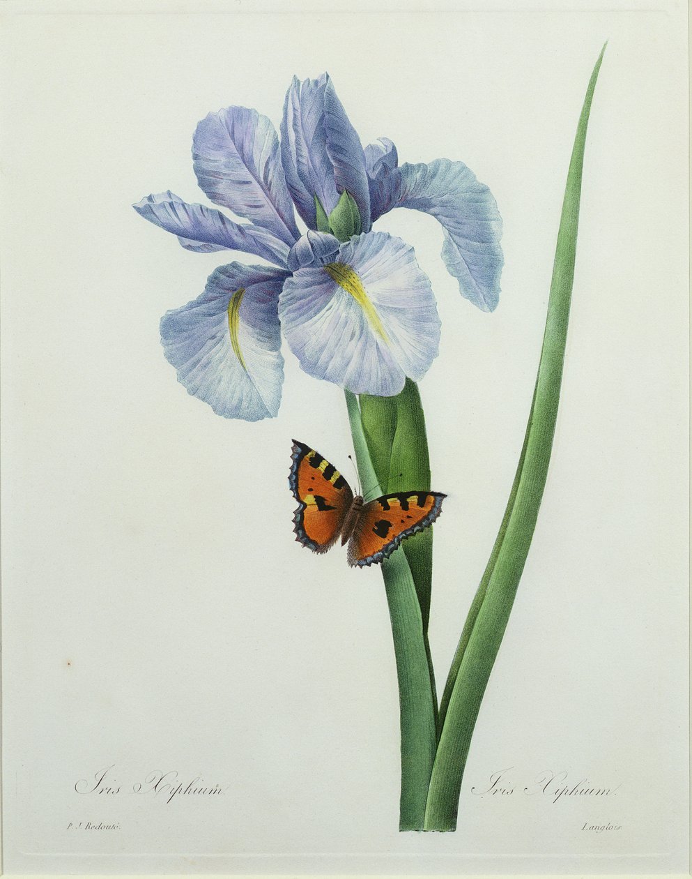 Iris xiphium, engraved by Langlois, from 