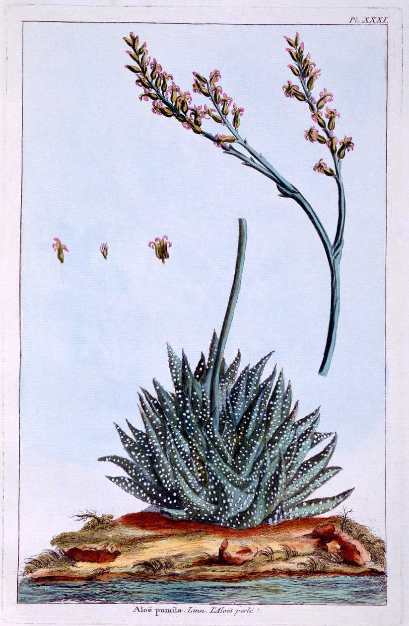 Aloe, Illustration from 