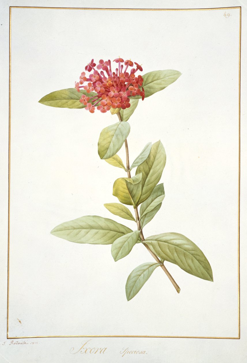 Ixora speciosa, 1812 by Pierre Joseph Redouté