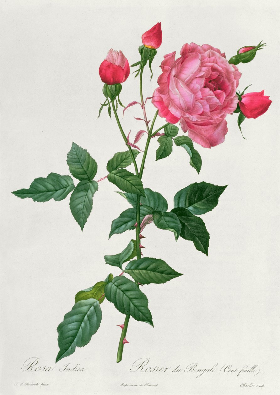 Rosa Indica by Pierre Joseph Redouté