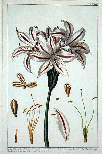 Lilio Narciffus Affricanus from 