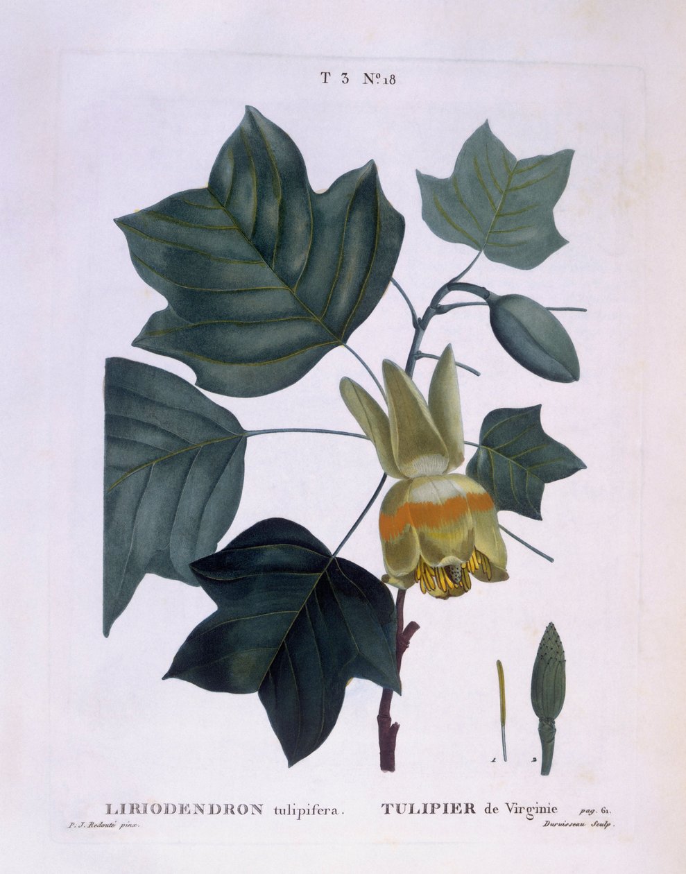 American tulip tree (Liriodendron tulipifera), botanical plate by Pierre Joseph Redouté by Pierre Joseph Redouté