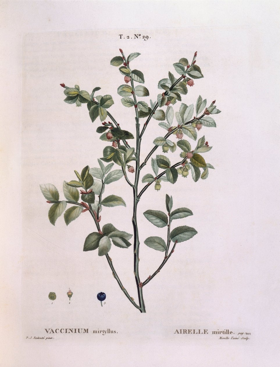 Bilberry (Vaccinium myrtillus), botanical plate by Pierre Joseph Redouté by Pierre Joseph Redouté