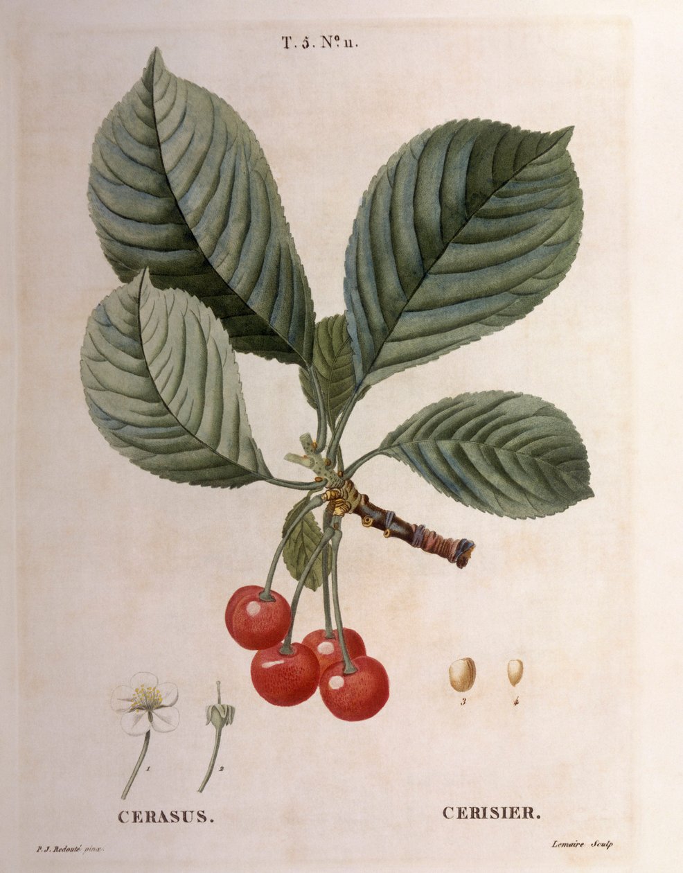 Cherry (Cerasus), botanical plate by Pierre Joseph Redouté by Pierre Joseph Redouté