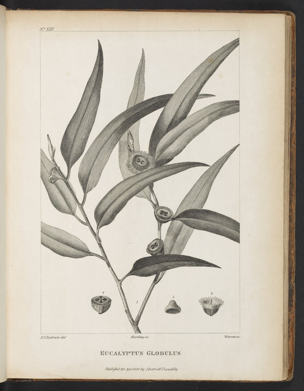 Eucalyptus Globulus from 
